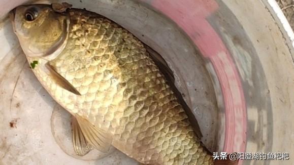 黃金鯽魚與鯽魚區別,黃金鯽魚和普通鯽魚有什麼區別(黃金鯽土鯽工程鯽