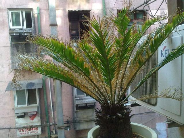 铁树叶子发黄怎么办啊，铁树叶子发黄怎么处理（变绿的方法现在教给你）