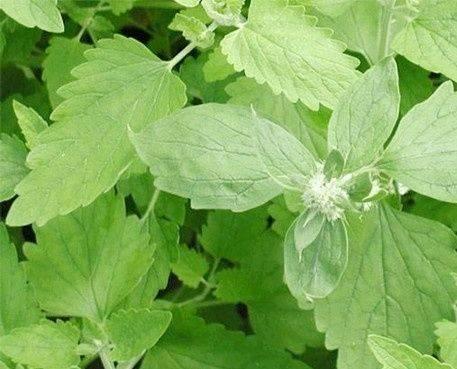 猫薄荷是什么植物，猫薄荷是什么（家里养株“猫薄荷”）