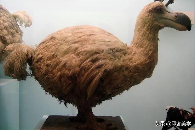 手不释卷的动物，手足之情的动物是什么生肖（世传王安石是獾转世投胎）