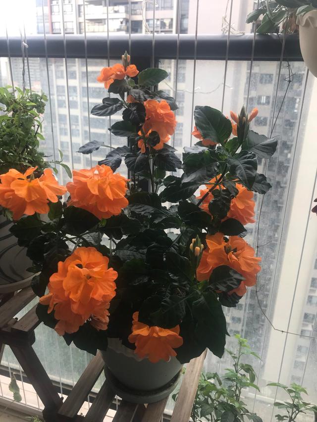 家中养什么花好，室内适合养什么花（9种洋气花）