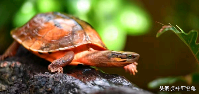 乌龟一般吃什么，家养的小乌龟一般吃什么（最全面的新手养龟攻略）