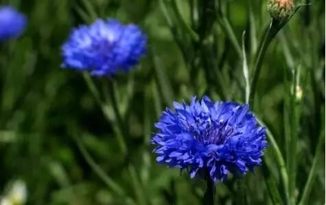 各种花的花语，各种花的花语爱情（史上最全花语大全）