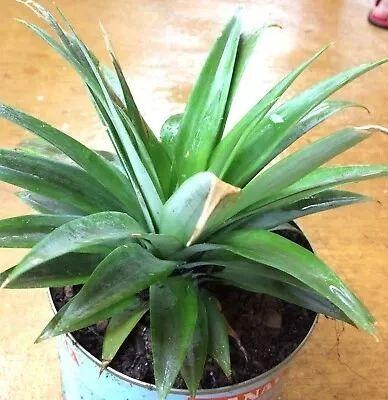 菠萝盆栽种植技术，夏季养护菠萝盆栽的4个简单步骤
