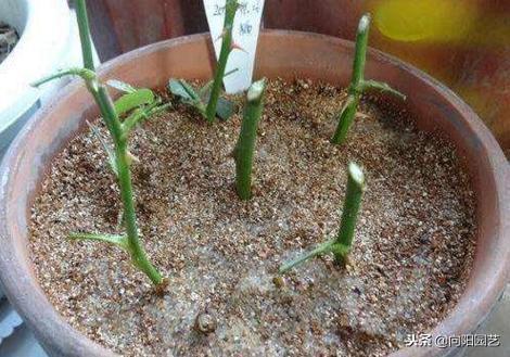 栀子花的寓意，扦插寓意很好的三种植物（栀子花的样子描写）