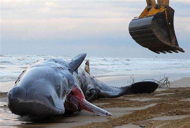 鲸落，鲸落唯美图片（鲸鱼的死亡，是馈赠还是噩梦）