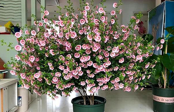 请问一下小木槿的种植方法，盆栽小木槿的养殖方法（养\