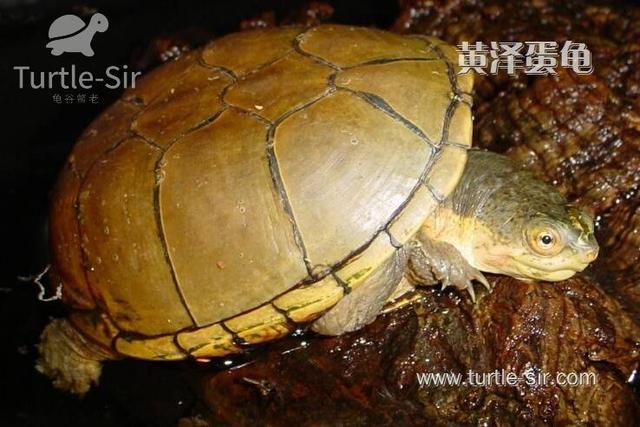 龟一般冬眠多久好，乌龟冬眠后开春快速开食技巧