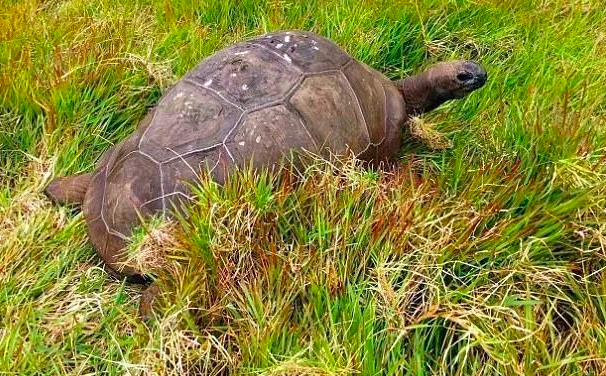 英国的国宝是什么动物，加拿大的国宝是什么动物（从道光时期活到现在）