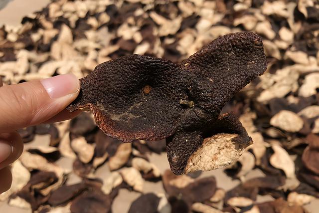 陈皮什么样的好，新会老陈皮是不是颜色越黑越好（新会陈皮收藏者如何选择陈皮）