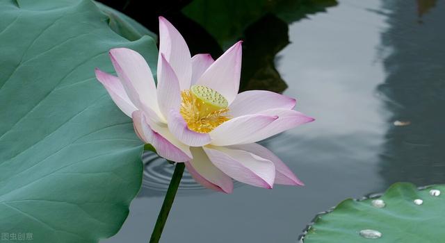 三秋桂子十里荷花，三秋桂子十里荷花化用的是哪首词（王昌龄一首夏日荷花诗）