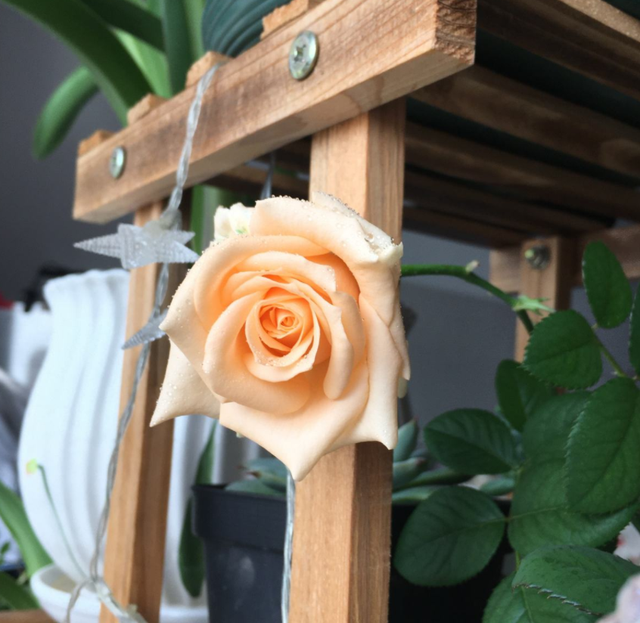 香槟玫瑰，阳台种香槟玫瑰，高贵又仙气（香槟玫瑰和白玫瑰混合花束寓意）