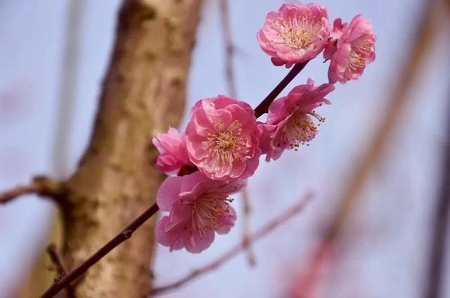 花柄花梗茎的区别，花梗和花茎的区别（一树一树的花花花花花花开）