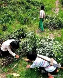 搓脚石是什么石头，搓脚石是什么石头做的（梁汉生：童年记忆）