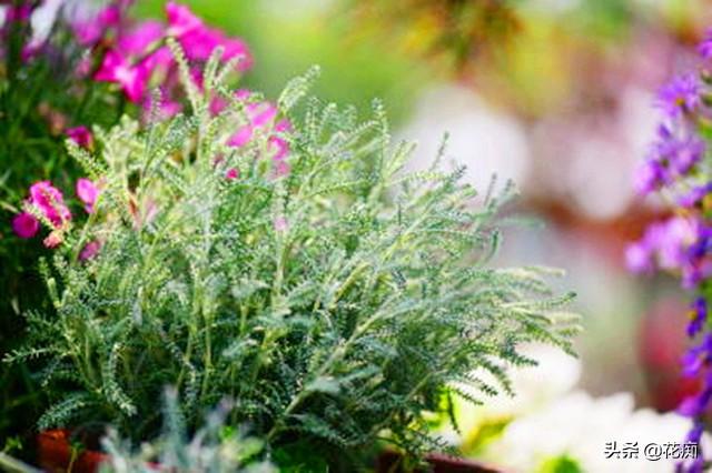 银叶菊的养殖方法和注意事项，银叶菊怎么养才茂密（想被蚊虫叮咬都难）