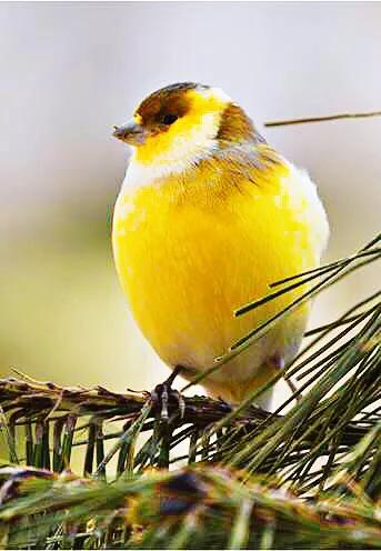 玉鸟吃什么饲料好，玉鸟吃什么饲料好（白玉鸟的饲养方法）