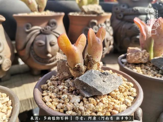 2021九·一八事变是多少周年，2021年是九一八事变的几周年（献给2021最好的春天）