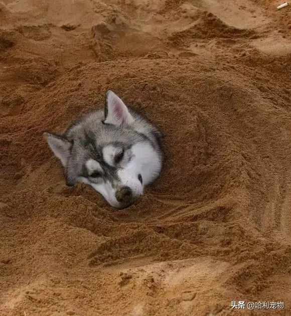 哈士奇和狼的区别有哪些，狼与哈士奇的区别（哈士奇与狼的区别）