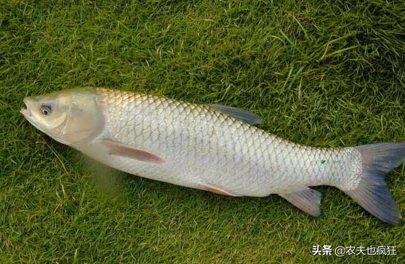 青鱼与草鱼的区别，草鱼与青鱼的区别（为何农村养草鱼的多）