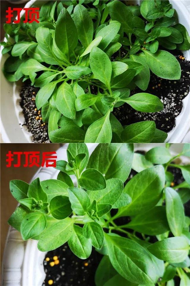 君子兰不开花怎么办才能开花，用“啤酒水”擦叶子