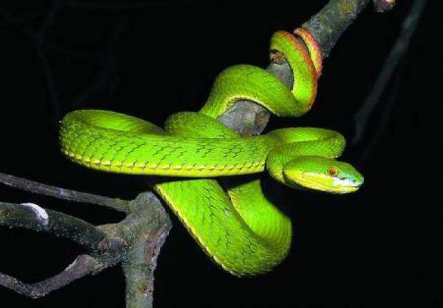 绿色的蛇叫什么蛇,全身绿色的蛇是什么蛇(广东一公交车站旁惊现毒蛇
