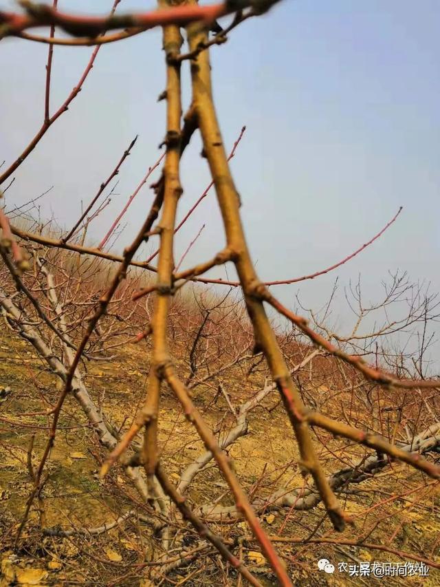 桃树在春天怎么剪枝，春季桃树实地修剪指导实例