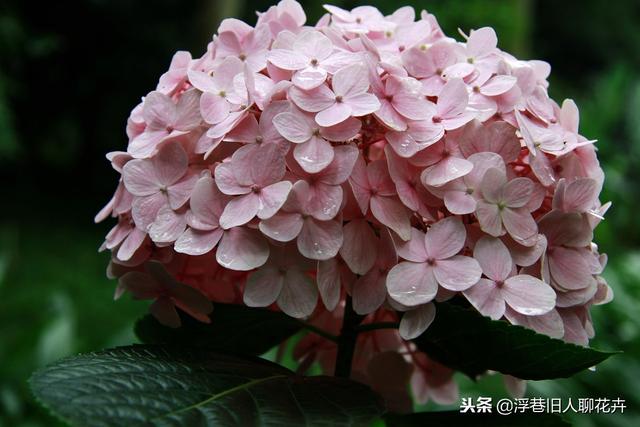 菜籽饼绝密配方，菜籽饼菜籽饼（养绣球要学会这种配土方法）