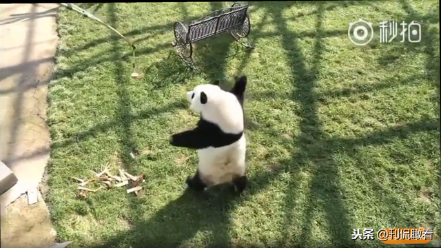 大熊猫走路的姿势怎么写，大熊猫走路姿势是怎么样的（大熊猫那些“像是工作人员假扮的”瞬间）