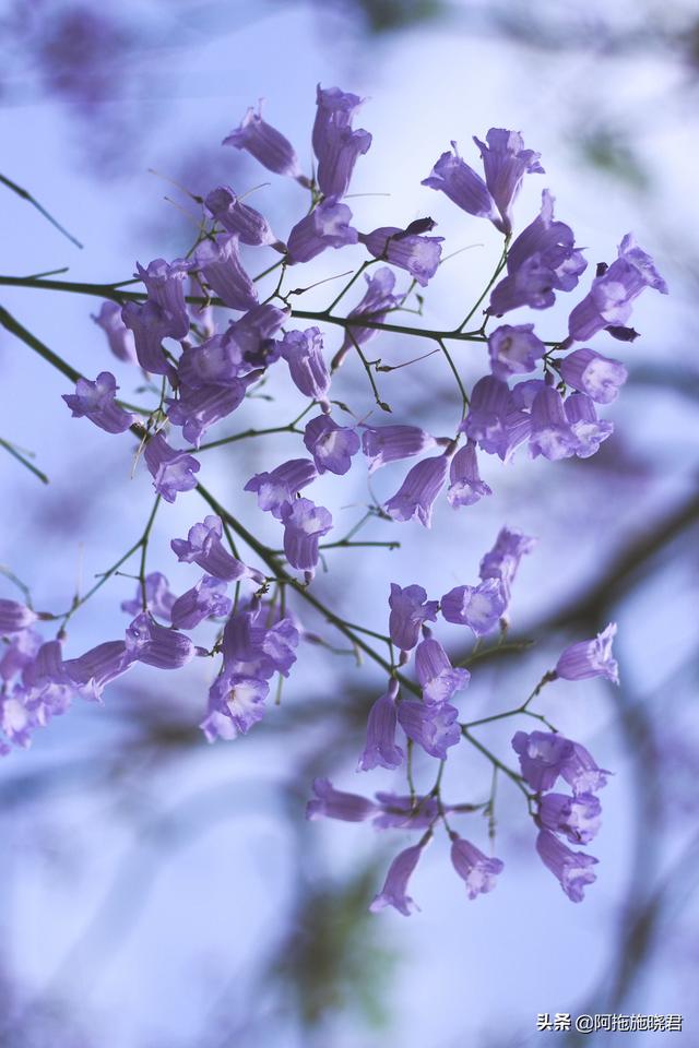 蓝花楹的花语是什么，蓝色花楹的花语（惊艳了初夏的那一抹紫）