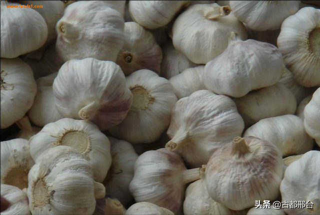 什么是卷心莴苣，卷心莴苣图片（古代邢台人最爱吃的几种蔬菜）