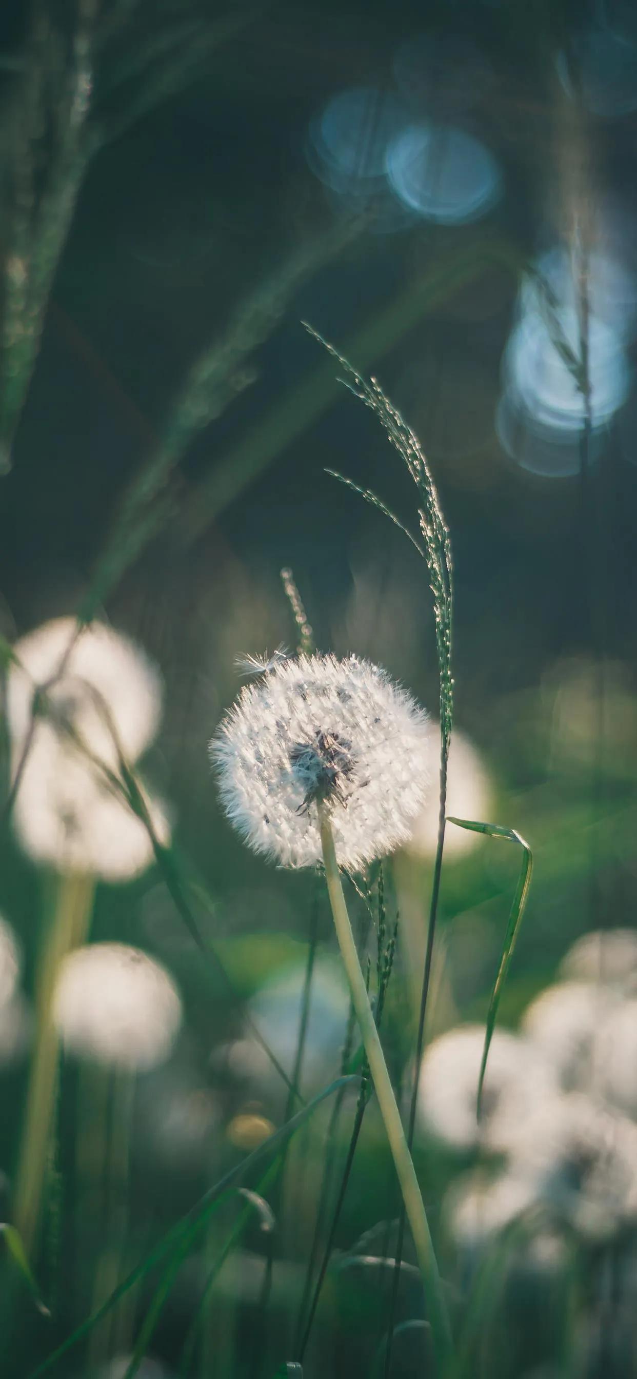 蒲公英的图片(美图壁纸第25期) - 赤虎壹号