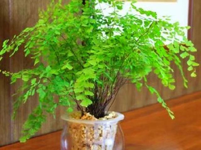 在家庭里养好铁线蕨的，铁线蕨养在家里好吗（这种盆栽不但可以监测空气质量）