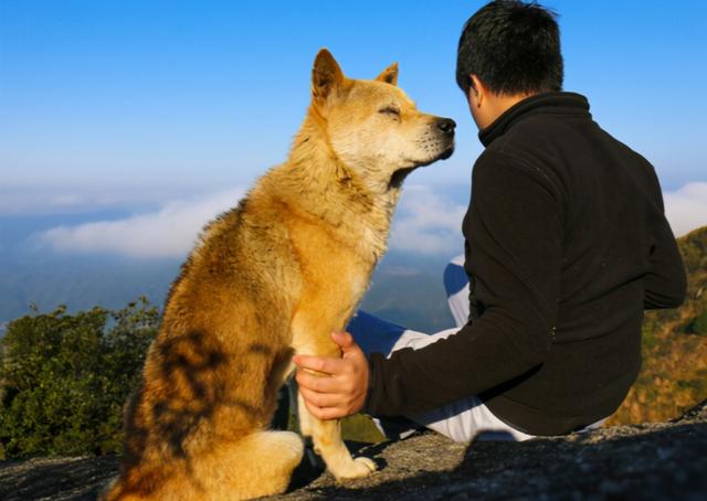 下司犬的缺点，下司犬的缺点短毛下司（这7种“土狗”很优秀）
