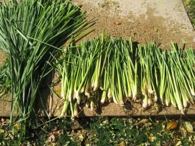 香茅草怎么泡茶，香茅草泡茶用哪部分（在家里养几盆香茅盆栽）