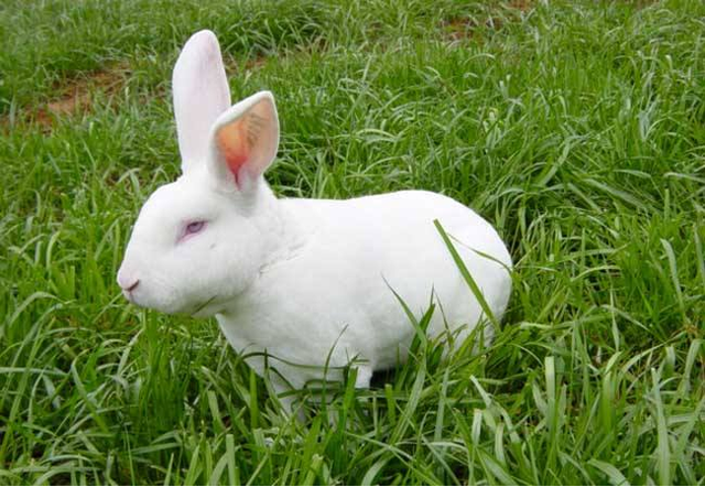 兔子几个月大就可以繁殖小兔子，兔子几个月大开始繁殖（兔子整个生长周期）