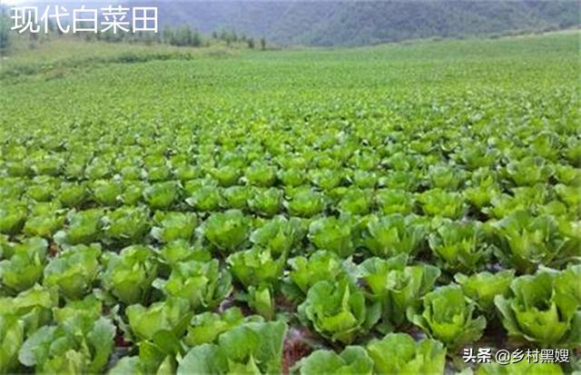 关于白菜介绍，关于白菜的介绍（一口气搞懂白菜的前世今生）