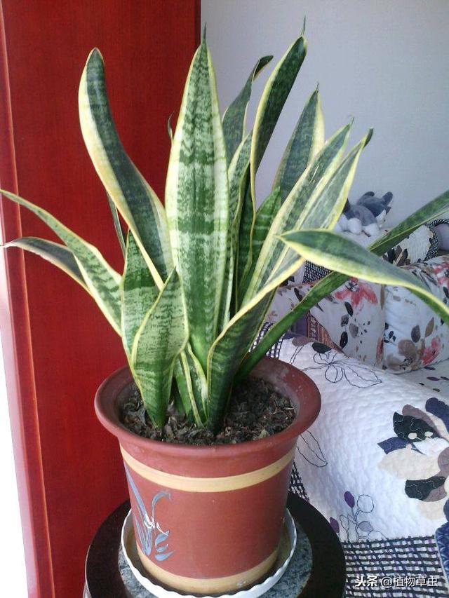 虎皮兰适合放在家里什么位置，虎皮兰摆放的最佳位置（虎皮兰吸收甲醛作用不大）