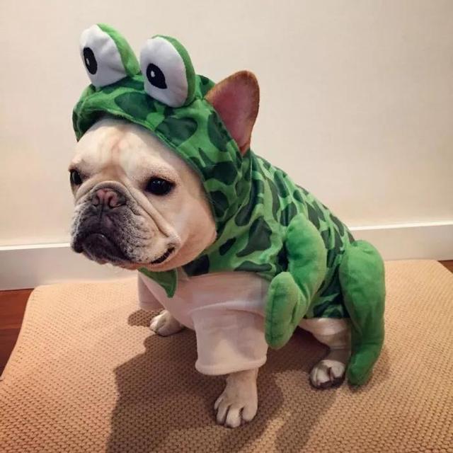 狗狗头像微信，狗狗头像（唯独你是我情之所钟）