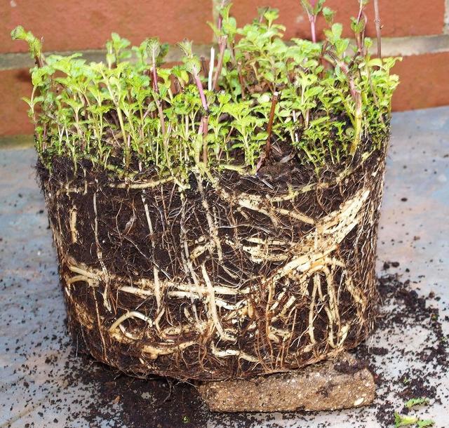 薄荷为什么不能在家养，薄荷的10种食用方法（为什么别人家的就随便长）