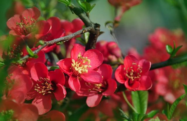 海棠花代表什么意思，海棠花的意思是什么（花中神仙秋海棠）