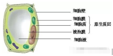 碘液遇淀粉颜色变化，碘遇到淀粉变成什么颜色（高考生物必修一知识点总结）