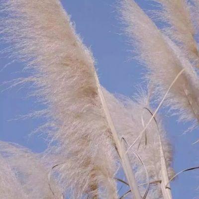 伤感头像微信，伤感头像（伤感有意境微信头像风景静物）