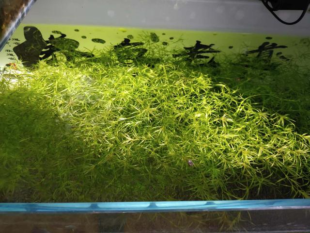 孔雀鱼烂尾原因与治疗，孔雀鱼烂尾怎么办（还是使用最简单的过滤）