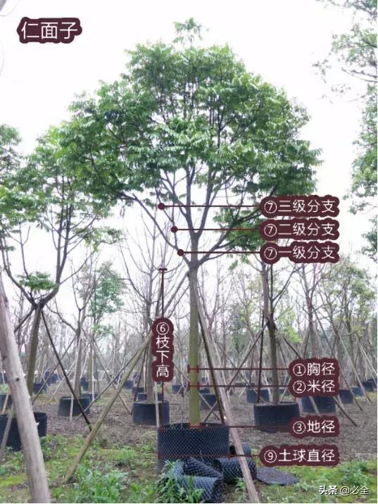 非洲茉莉，这些知识你是否具备（非洲茉莉花图片）