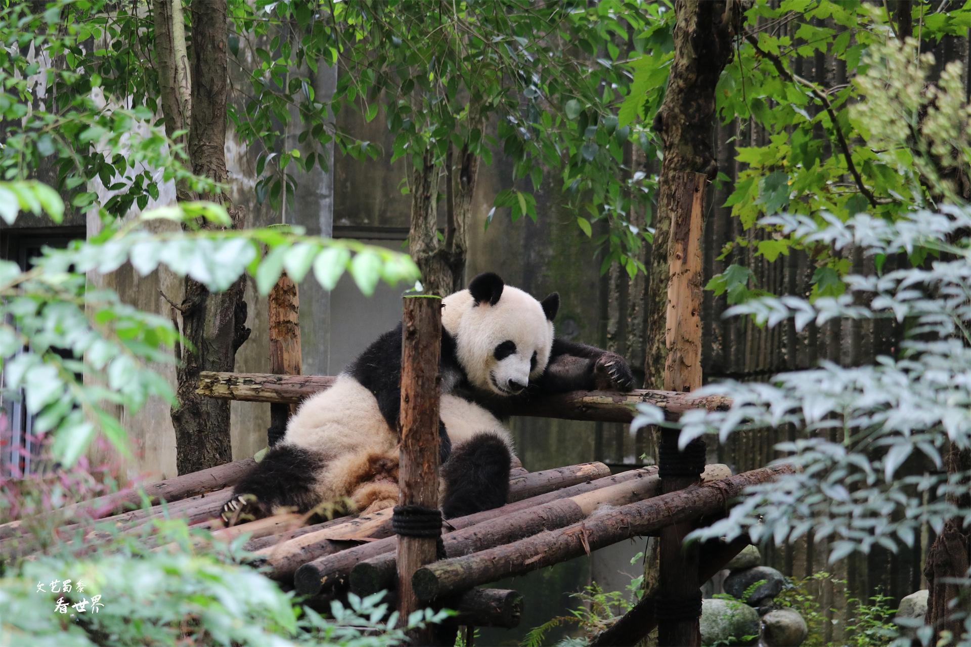 成都必去的10个景点（玩遍这10个地方，成都之旅就圆满了）