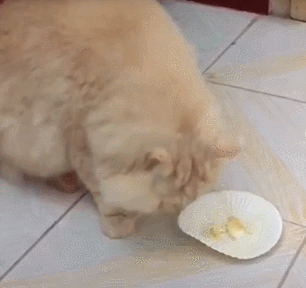 猫可以吃榴莲吗，猫咪讨厌榴莲吗（如果你家猫咪受得住那个味儿）