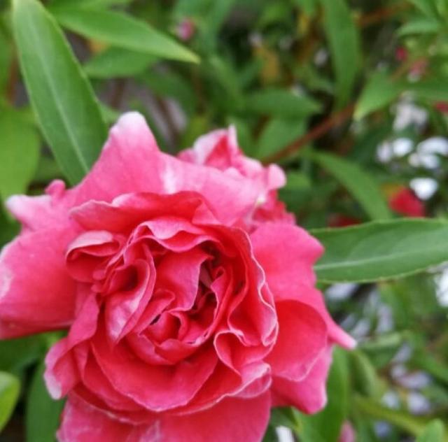 凤仙花种植方法和时间，凤仙花怎样扦插繁殖（一养就开爆盆）