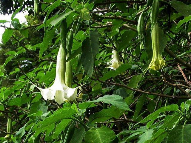 野芹菜的功效与作用图片，野芹菜的功效与作用（不然变成“送命菜”）