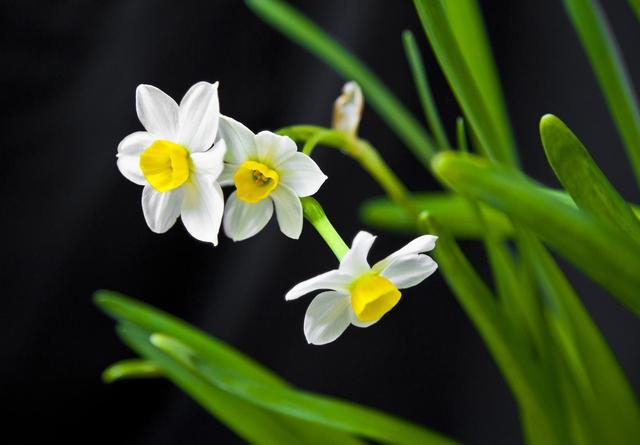 关于水仙花的真实故事，关于水仙花的五个美丽传说