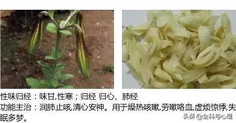 鸡肠风的功效与作用，史上最全中草药图谱